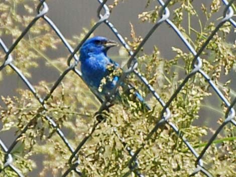 Indigo Bunting (Passerina cyanea)