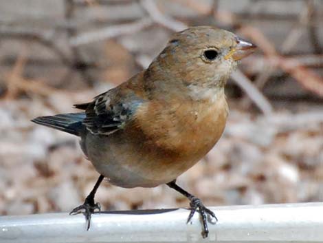 Lazuli Bunting (Passerina amoena)