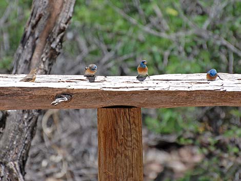 Lazuli Bunting (Passerina amoena)