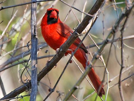 Northern Cardinal (Cardinalis cardinalis)