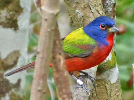 Painted Bunting (Passerina ciris)