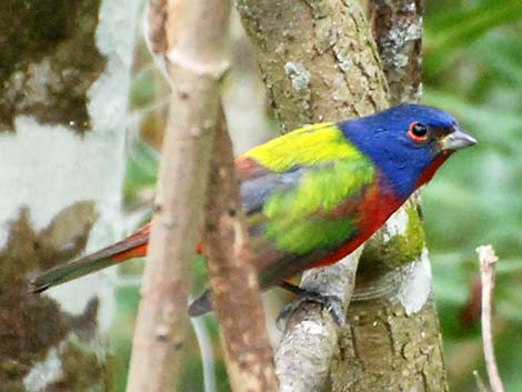 Painted Bunting (Passerina ciris)