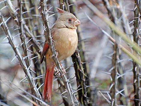 Pyrrhuloxia (Cardinalis sinuatus)