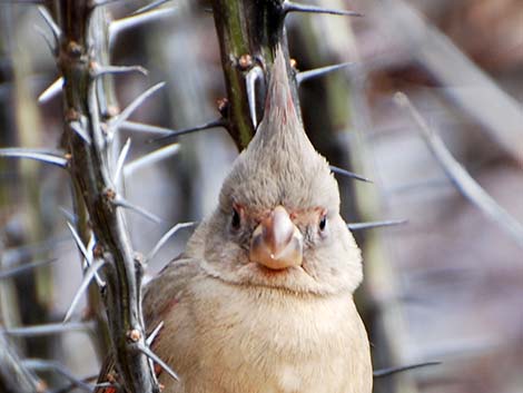 Pyrrhuloxia (Cardinalis sinuatus)