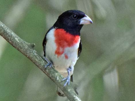 Rose-breasted Grosbeak (Pheucticus ludovicianus)