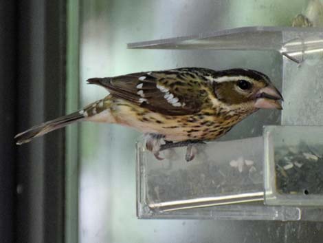 Rose-breasted Grosbeak (Pheucticus ludovicianus)