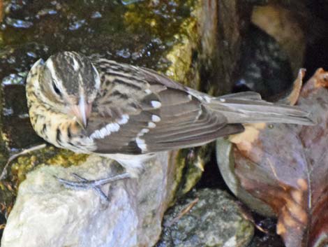 Rose-breasted Grosbeak (Pheucticus ludovicianus)