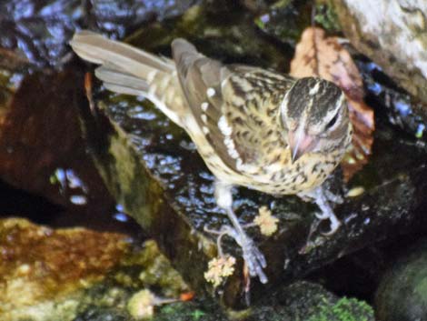 Rose-breasted Grosbeak (Pheucticus ludovicianus)