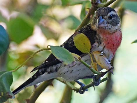 Rose-breasted Grosbeak (Pheucticus ludovicianus)