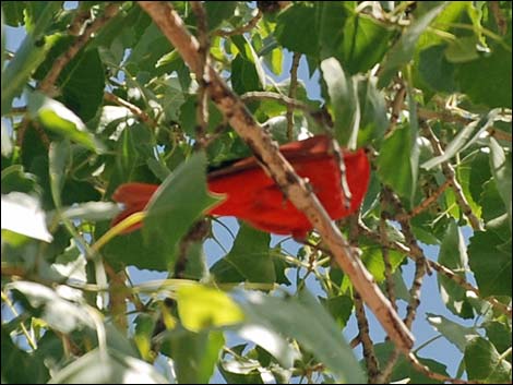 Summer Tanager (Piranga rubra)