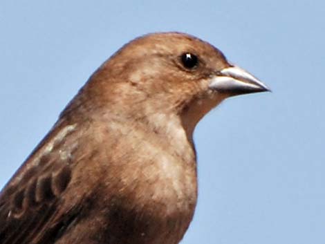 Brown-headed Cowbird (Molothrus ater)