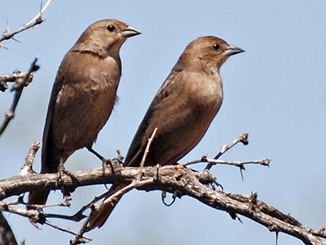 Brown-headed Cowbird (Molothrus ater)