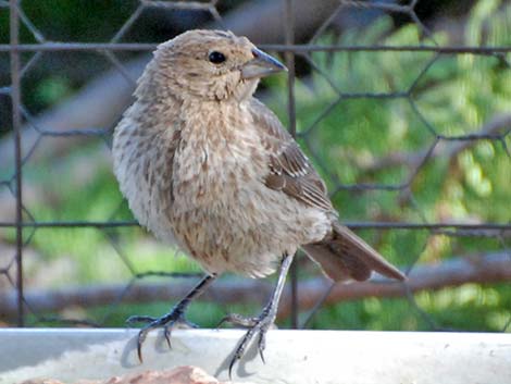 Brown-headed Cowbird (Molothrus ater)