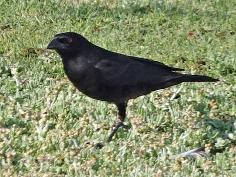 Bronzed Cowbird (Molothrus aeneus)