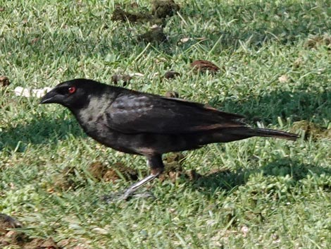 Bronzed Cowbird (Molothrus aeneus)