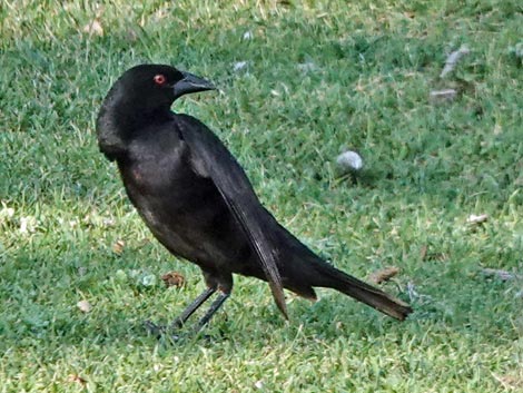 Bronzed Cowbird (Molothrus aeneus)