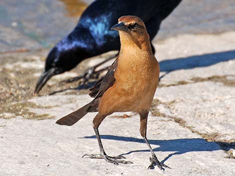 Boat-tailed Grackle (Quiscalus major)