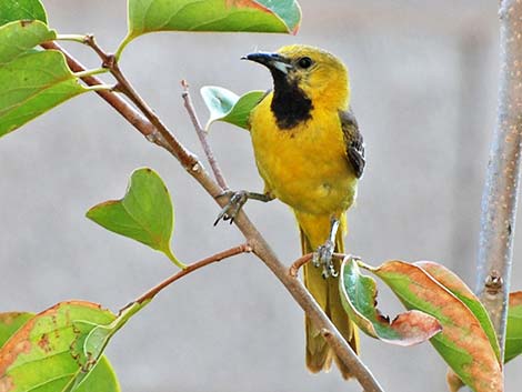 Hooded Orioles (Icterus cucullatus)