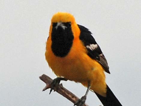 Hooded Oriole (Icterus cucullatus)