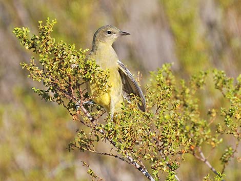 Hooded Oriole (Icterus cucullatus)