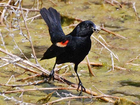 Red-winged Blackbird (Agelaius phoeniceus)