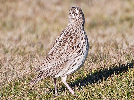 Western Meadowlark (Sturnella neglecta)