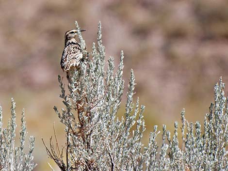 Western Meadowlark (Sturnella neglecta)