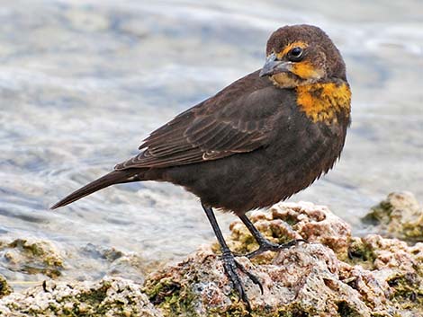 Yellow-headed Blackbird (Xanthocephalus xanthocephalus)