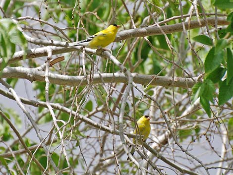 American Goldfinch (Carduelis tristis)