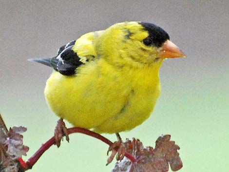 American Goldfinch (Carduelis tristis)