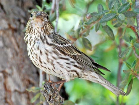 Cassin's Finch (Carpodacus cassinii)