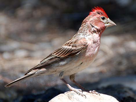 Cassin's Finch (Carpodacus cassinii)