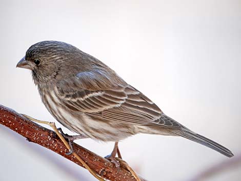 House Finch (Carpodacus mexicanus)