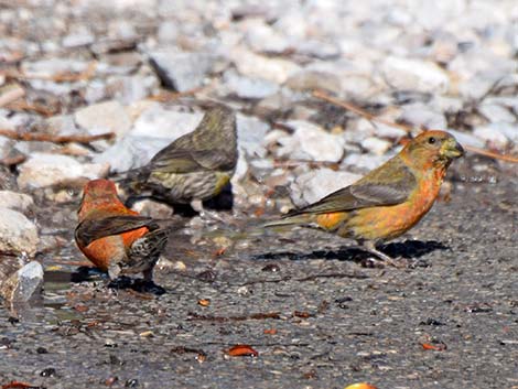 Red Crossbill (Loxia curvirostra)