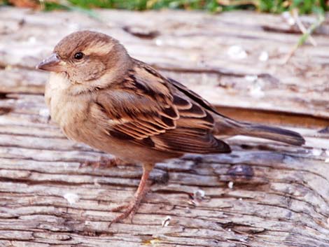 House Sparrow (Passer domesticus)