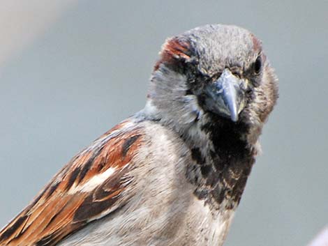 House Sparrow (Passer domesticus)