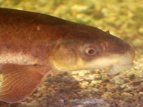 Flannelmouth Sucker (Catostomus latipinnis)