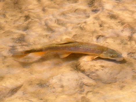 Flannelmouth Sucker (Catostomus latipinnis)