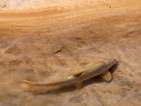 Flannelmouth Sucker (Catostomus latipinnis)