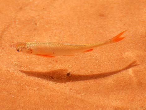 Speckled Dace (Rhinichthys osculus)