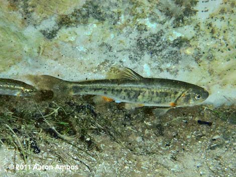 White River Spinedace (Lepidomeda albivallis)