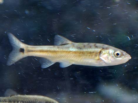 Moapa Dace (Moapa coriacea)