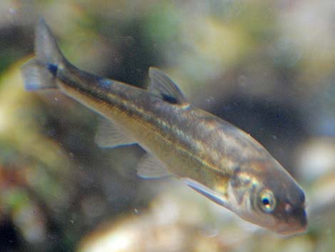 Moapa Dace (Moapa coriacea)