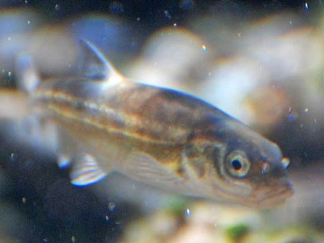 Moapa Dace (Moapa coriacea)