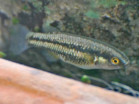 Moapa White River Springfish (Crenichthys baileyi moapae)