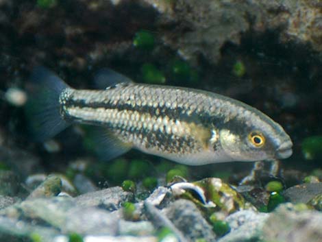 Moapa White River Springfish (Crenichthys baileyi moapae)