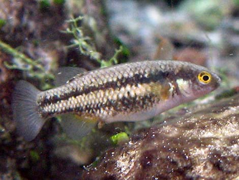 Moapa White River Springfish (Crenichthys baileyi moapae)