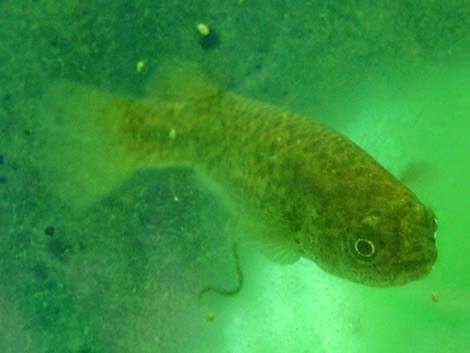 Pahrump Poolfish (Empetrichthys latos latos)