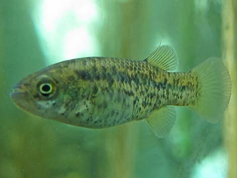 Pahrump Poolfish (Empetrichthys latos latos)