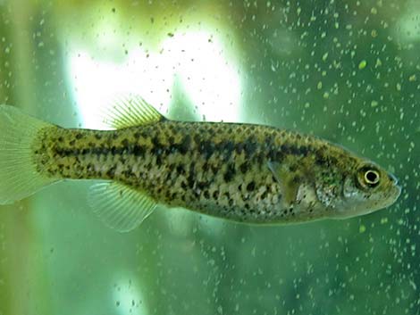 Pahrump Poolfish (Empetrichthys latos latos)